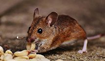 24 Hour & Emergency Exterminators in Vandenbrg AFB, CA